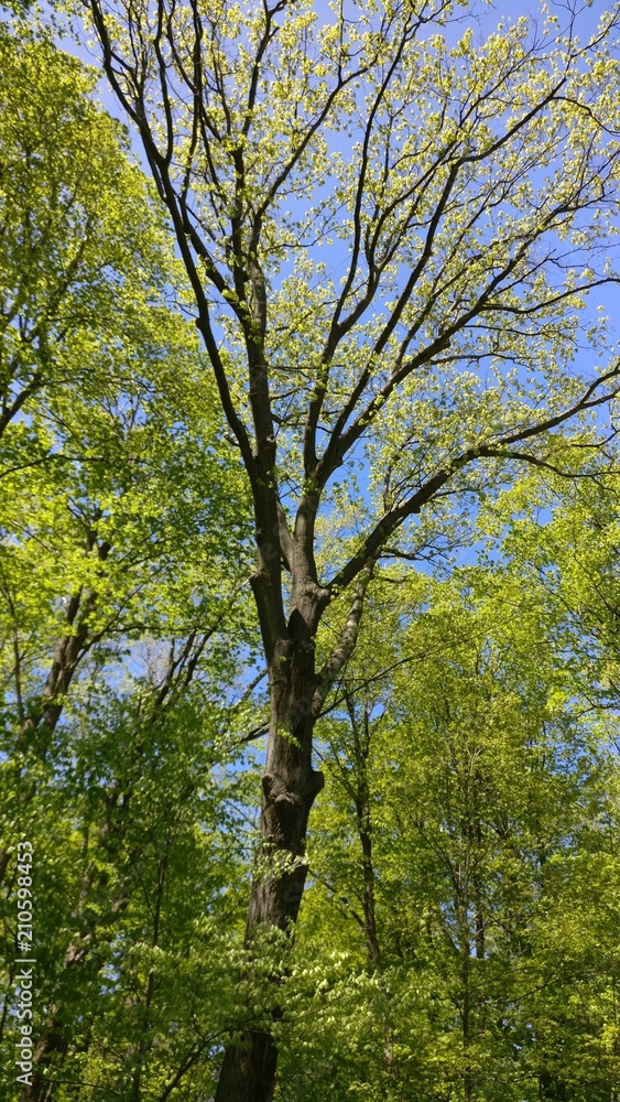 Fototapeta premium Forest of trees
