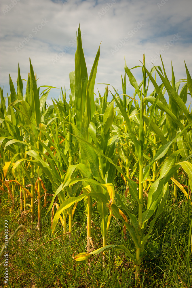 Obraz premium A view of a young corn field.