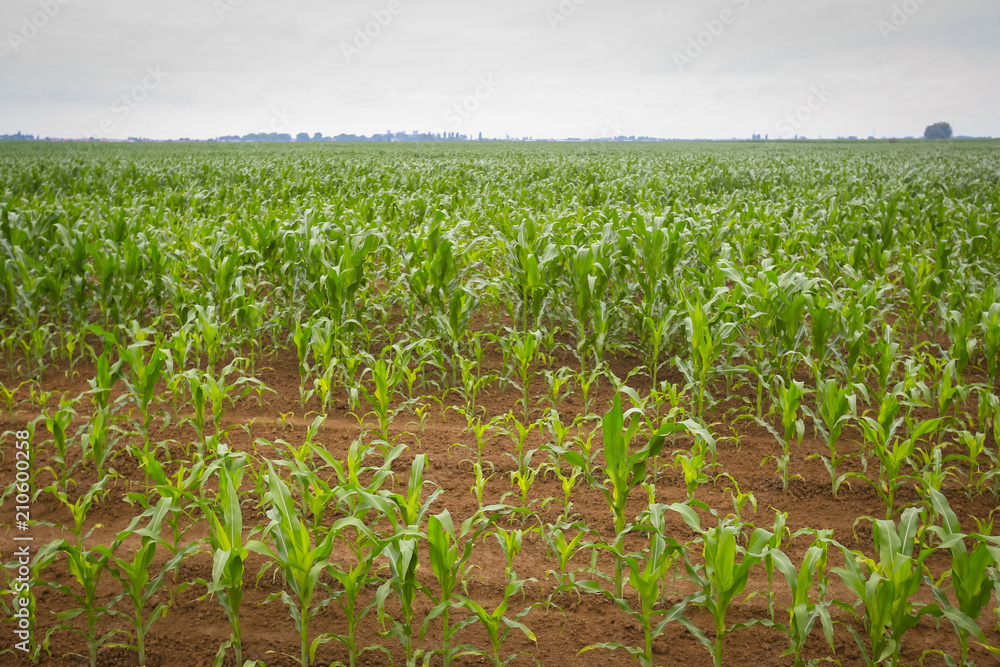A view of a young corn plants on the field. A view of a young corn plants on the field.