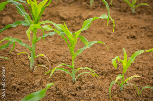 A view of a young corn plants on the field.