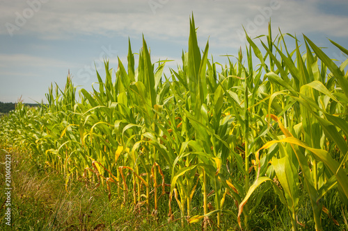 A view of a young corn field.