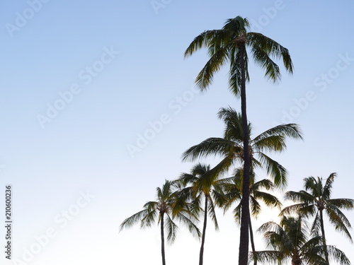 Palm trees on clear blue sky background © Anastasia