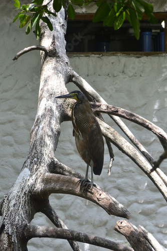 aves - isla del rosario