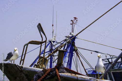 ship with seagull