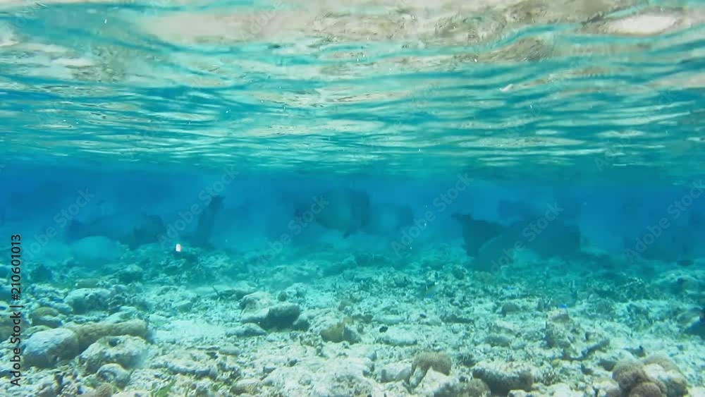 Group of green humphead parrotfish swimming in the shallow lagoon between soft corals with blue clear ocean water eating corals Group of green humphead parrotfish swimming in the shallow lagoon between soft corals with blue clear ocean water eating corals
