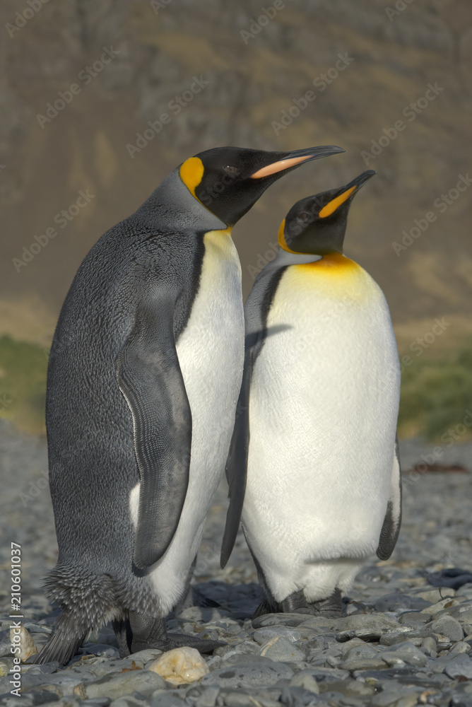 Fototapeta premium King Penguins, South Georgia Island, Antarctic