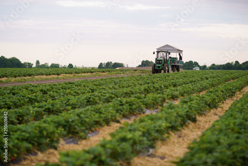 Collecting strawberries on the field tractor transporting