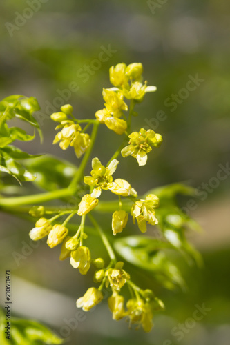 Shantung Maple photo