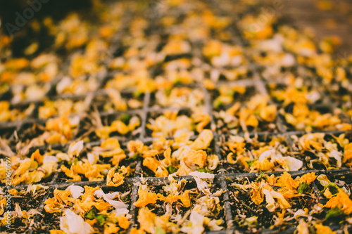 Caragana arborescens. Yellow fallen flowers in the park. Andalusia, Spain. photo