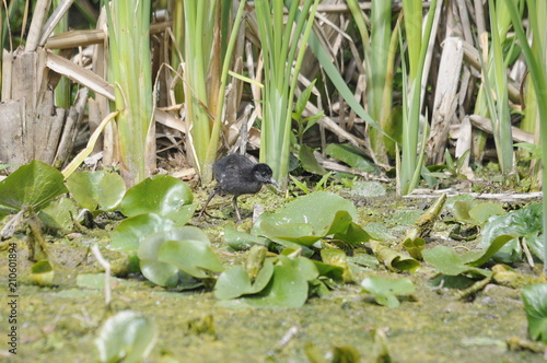 Virginia Rail chick, bird in marsh