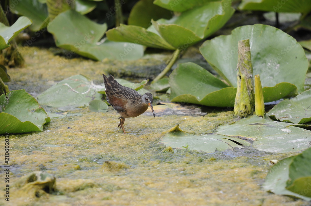 Virginia Rail, adult bird in marsh, Ontario, Canada