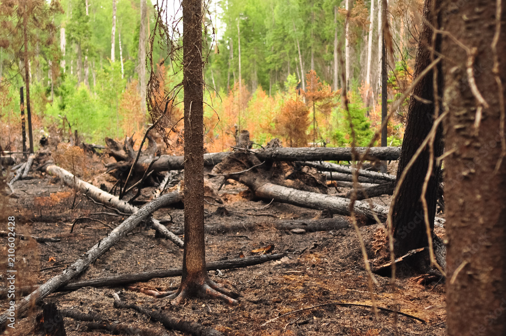 Burnt charred fallen trees after a forest fire Burnt charred fallen trees after a forest fire