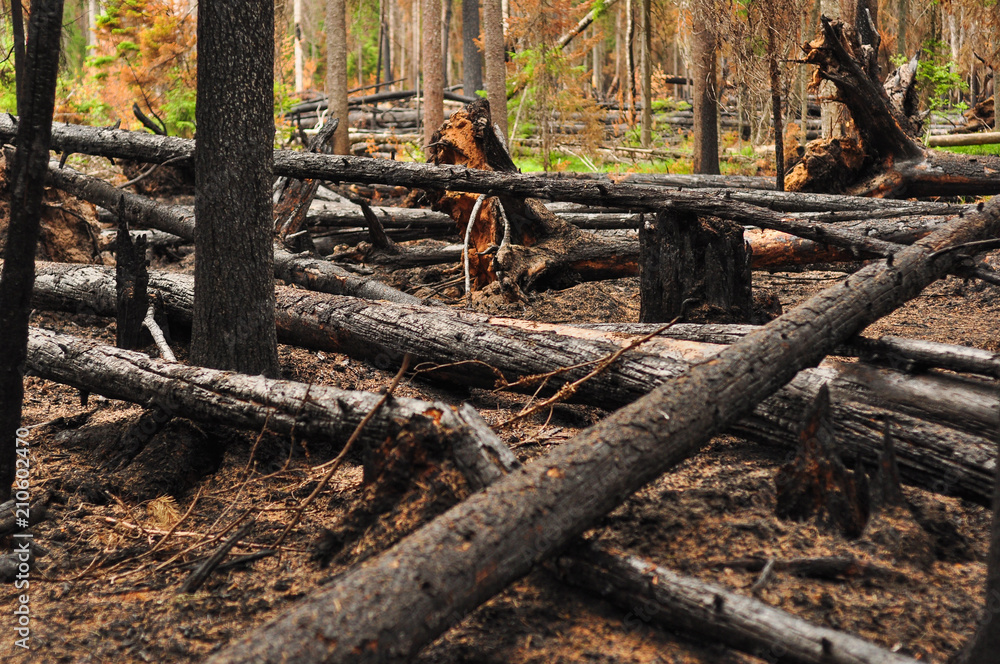 Burnt charred fallen trees after a forest fire Burnt charred fallen trees after a forest fire