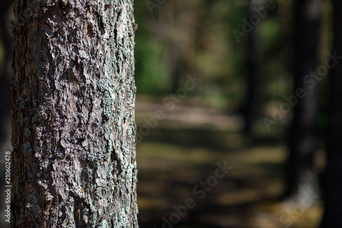 Fototapeta Naklejka Na Ścianę i Meble -  Lone Pine in Forest close-up