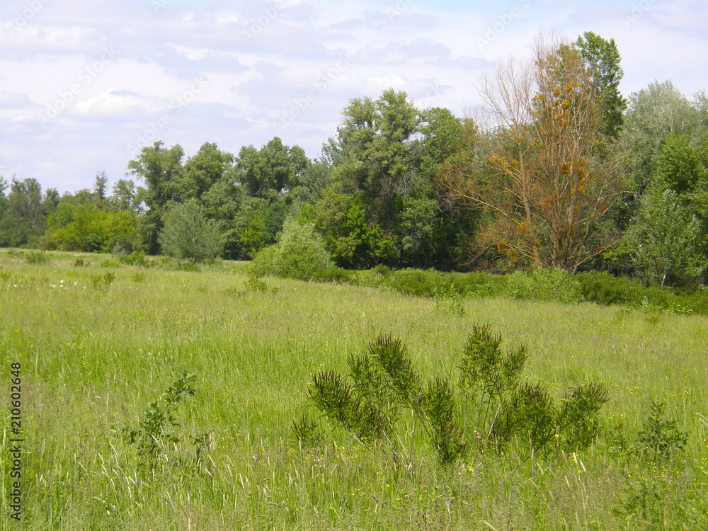 Grass and trees on the edge of the forest. Grass and trees on the edge of the forest.