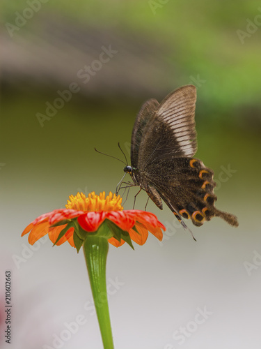 butterfly on orange flower © Teerayuth
