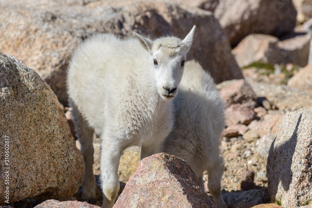 Mountain Goats in the Colorado Rocky Mountains Mountain Goats in the Colorado Rocky Mountains
