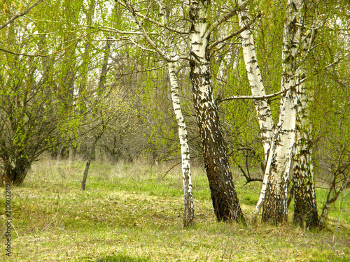 birch grove in the spring.