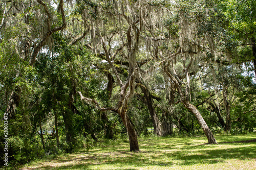 Withlacoochee State Forest