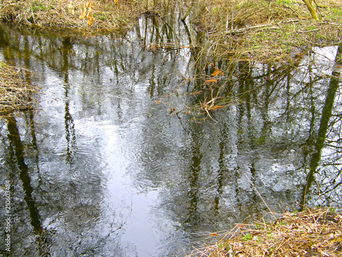 reflection of tree branches in the water.