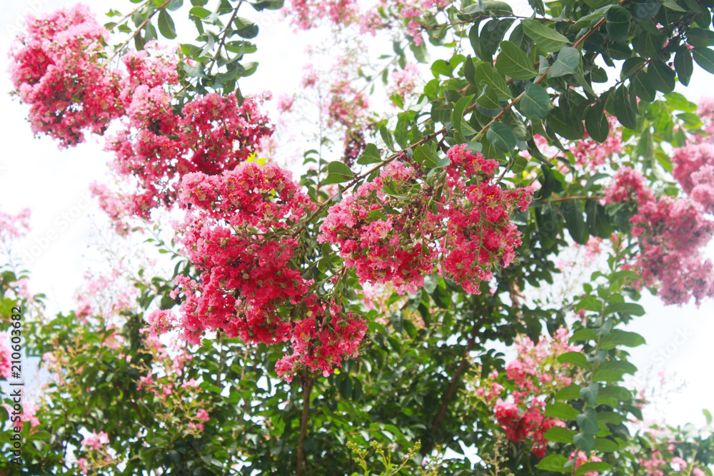 Fototapeta premium Red and pink colorful crepe myrtle branches background - close-up and selective focus