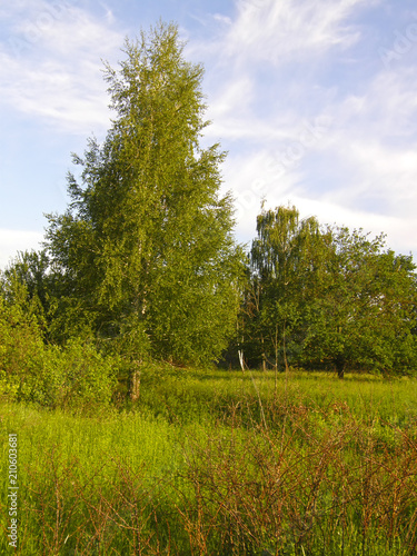 young birch trees on the edge of the forest