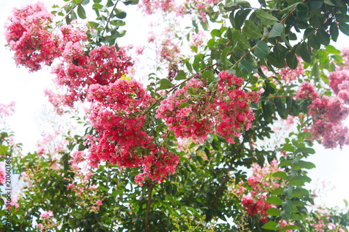 Red and pink colorful crepe myrtle branches background - close-up and selective focus