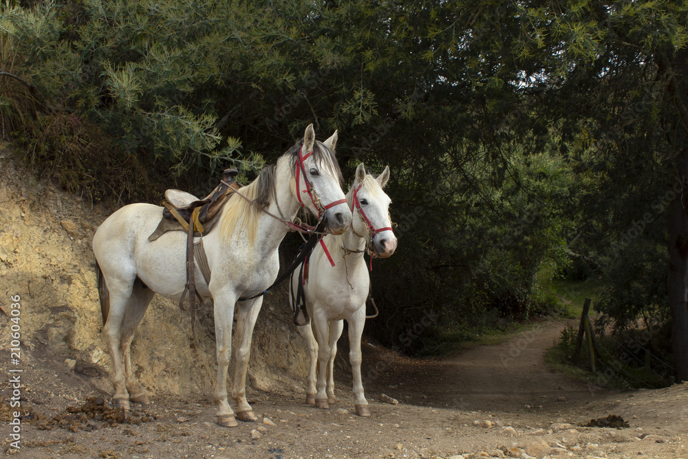 Caballos Caballos