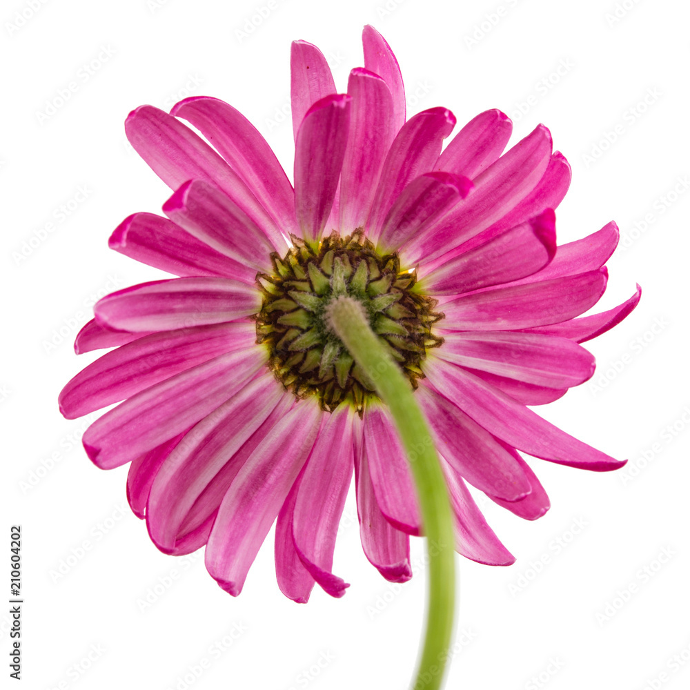 Flower of pyrethrum, isolated on white background