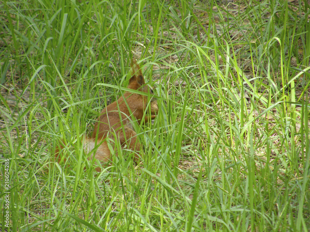 squirrel in thick grass