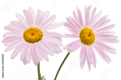 Flowers of pyrethrum  isolated on white background