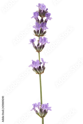 Flowers  of violet lavender  isolated on white background