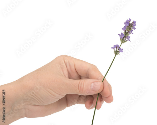 Fototapeta Naklejka Na Ścianę i Meble -  A woman's hand holds a flower of lavender, isolated on white background