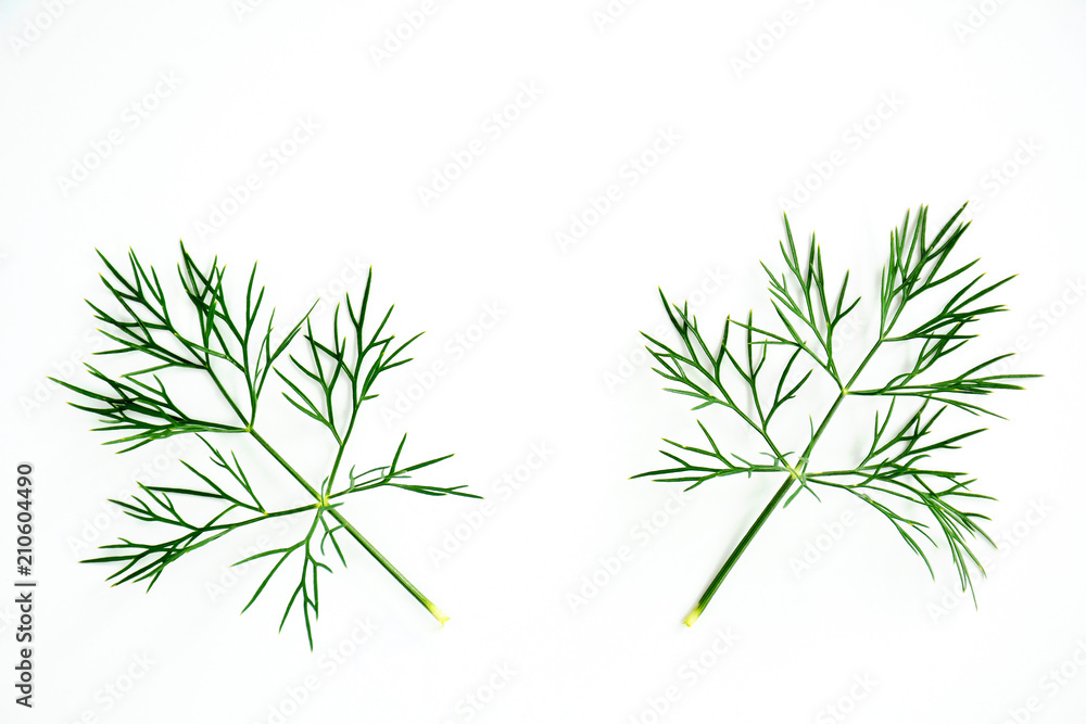 Dill leaves Dill leaves