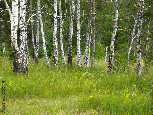 Fototapeta Naklejka Na Ścianę i Meble -  beautiful spring birch forest