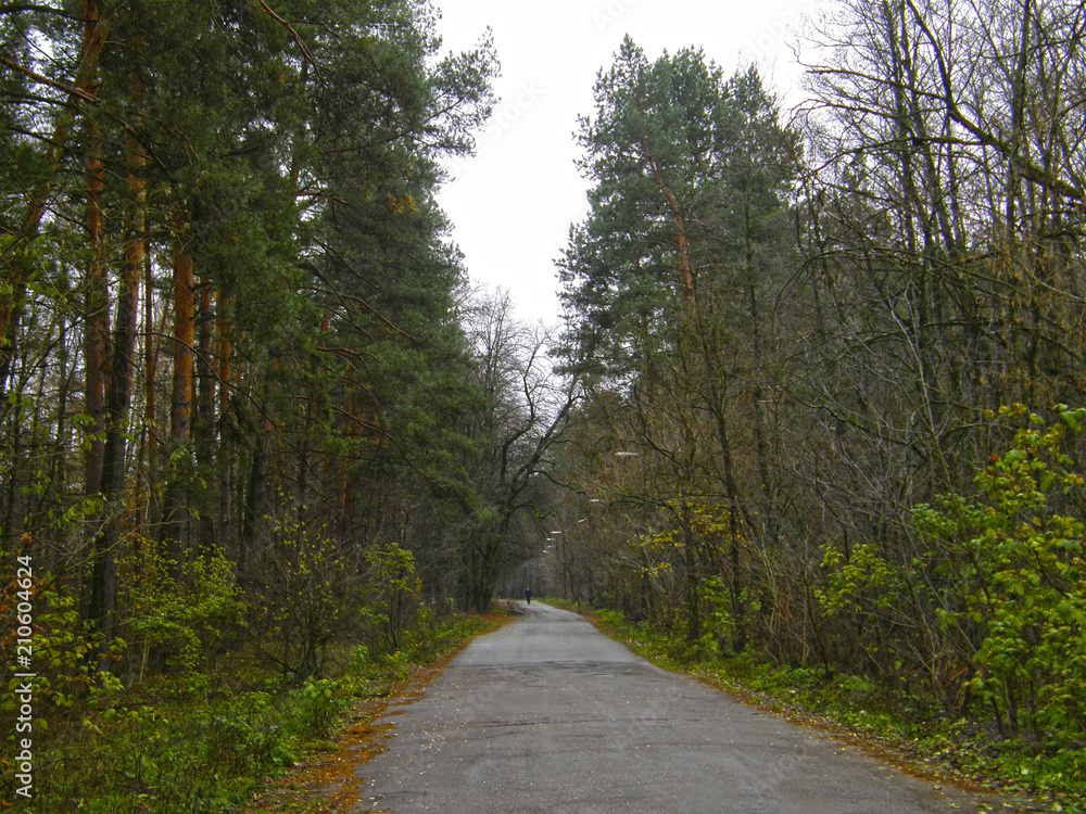 Naklejka premium asphalt road in the forest.