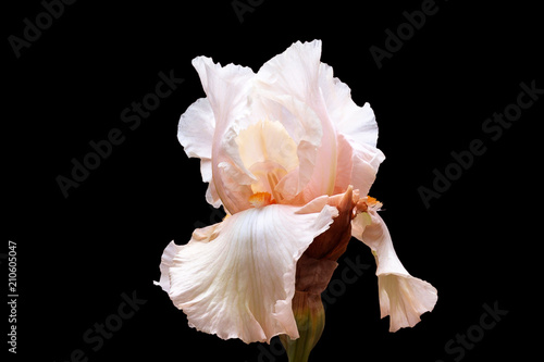 Iris flower with gentle petals of a light-pink shade on a black background.