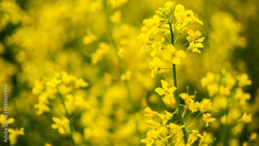 Colorful field of blooming raps on a yellow background