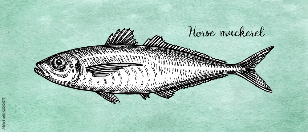 Obraz premium Ink sketch of horse mackerel.