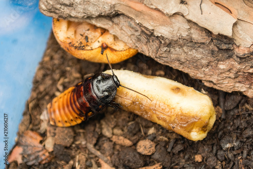 фотографія Madagascar hissing cockroach aka Gromphadorina Portentosa while eating a banana
