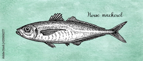 Ink sketch of horse mackerel.