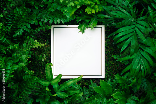 Blank card in fern leaves