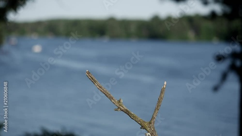 Grackle lands with a beak full of insects by the lake. photo