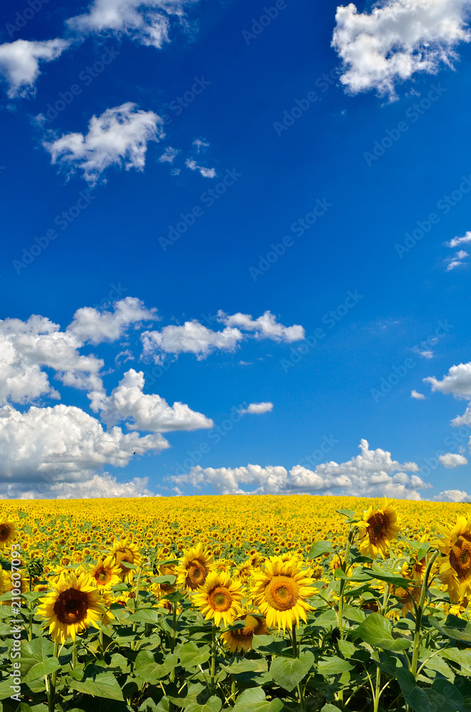 Field of yellow sunflowers against the blue sky Field of yellow sunflowers against the blue sky