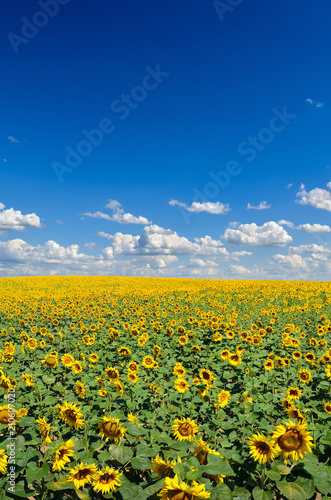 Field of yellow sunflowers against the blue sky