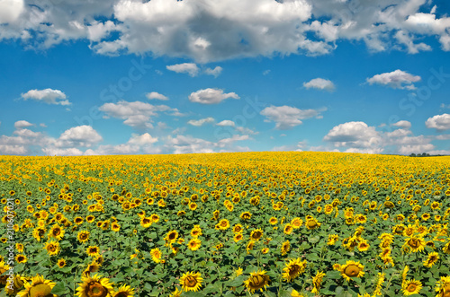 Field of yellow sunflowers against the blue sky