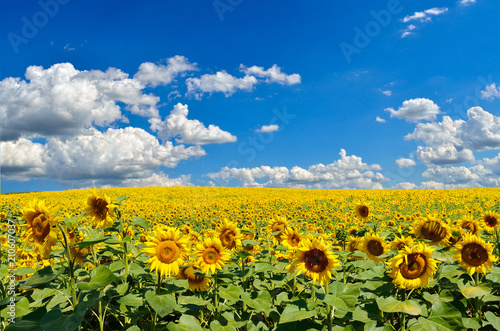 Field of yellow sunflowers against the blue sky