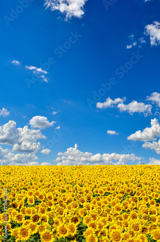 Fototapeta Naklejka Na Ścianę i Meble -  Field of yellow sunflowers against the blue sky