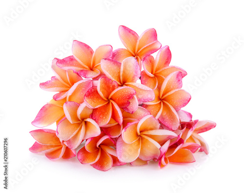 frangipani or plumeria  tropical flowers  with water drops isolated on white background