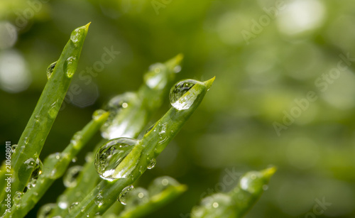 Close up of a water drops on Tees leaves
